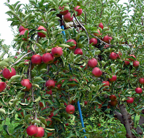 りんごの木オーナー